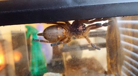 Need help sexing my OBT!! [1/2]