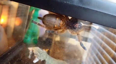 Need help sexing my OBT!! [2/2]