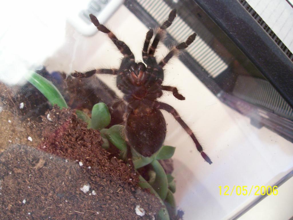 need help sexing this B. smithi