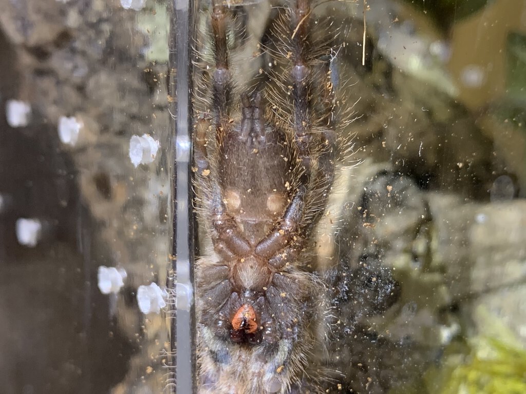 Need help sexing this P. Regalis 2 1/2”