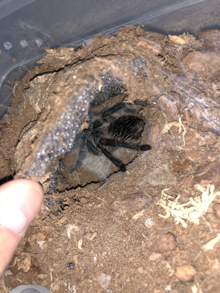 Need Help! (sold as Acanthoscurria geniculata)