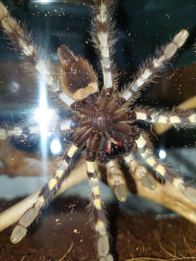 Need help to find out if its a female.
