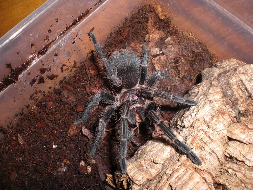 need id, brought as steely blue Pamphobeteus antinous