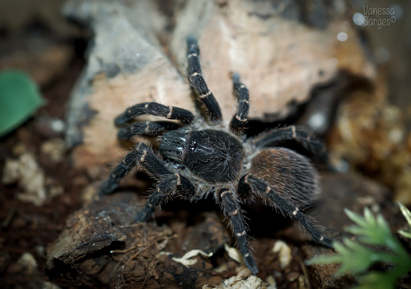 Neischnocolus sp. Panama Adult Female (formerly Ami)