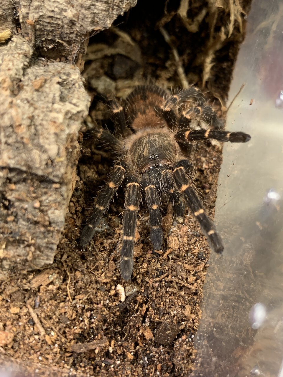 Neischnocolus sp. Panama female 1.75" dls