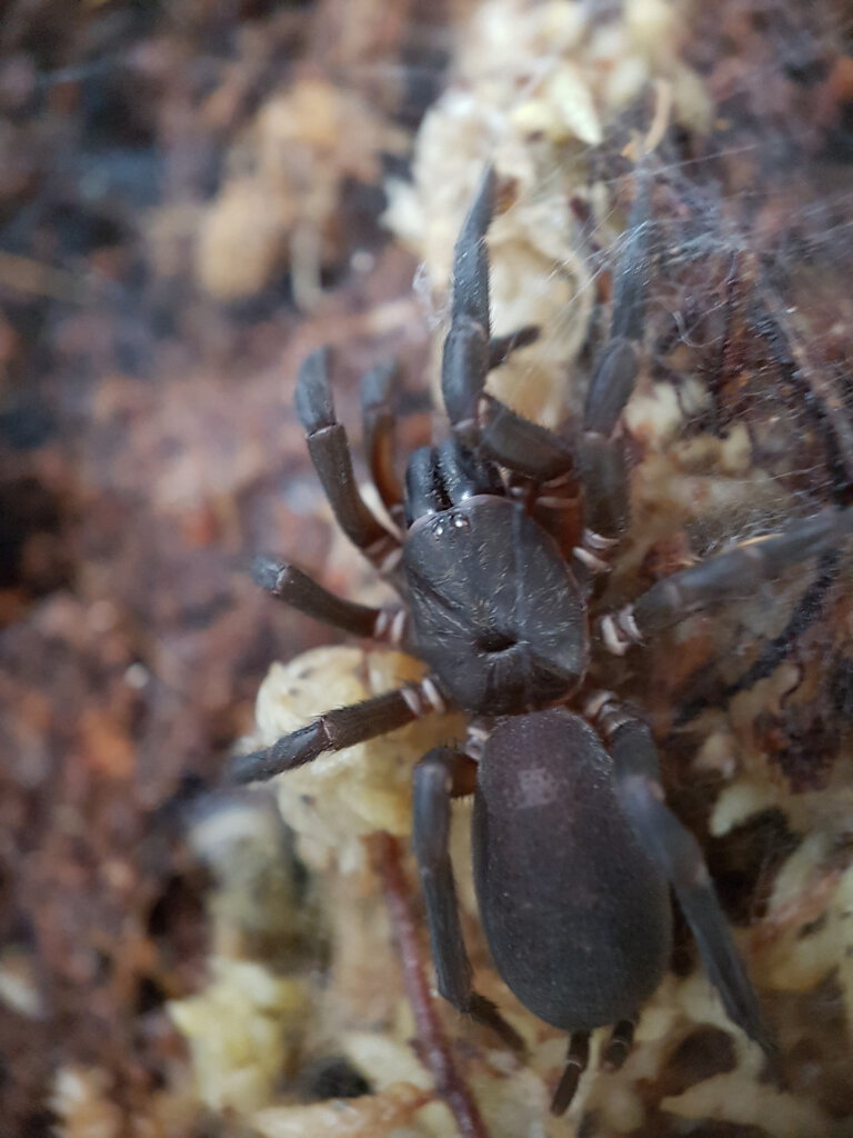 Nemesiidae sp. FNQ