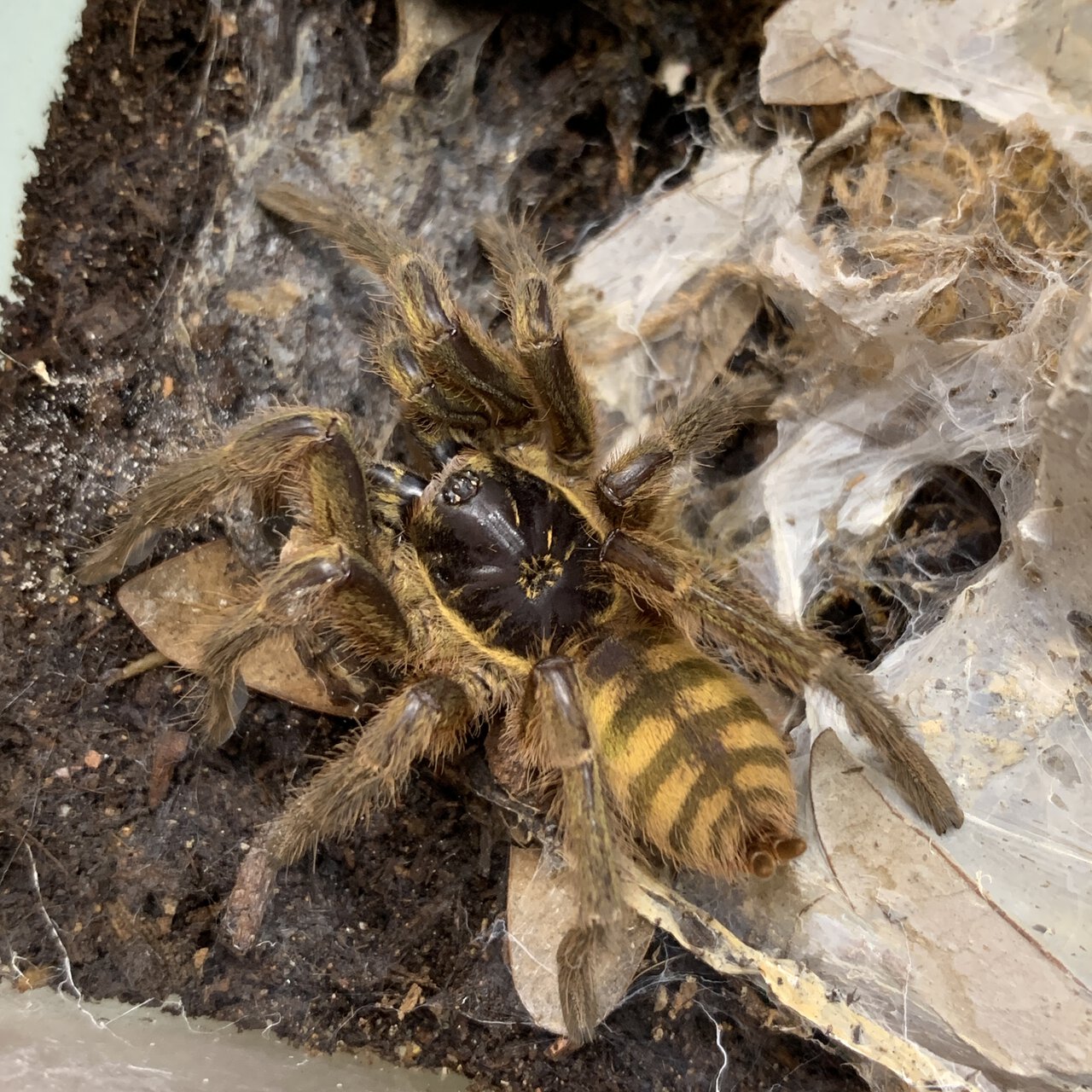 Neoholothele fasciaaurinigra 3” mature female