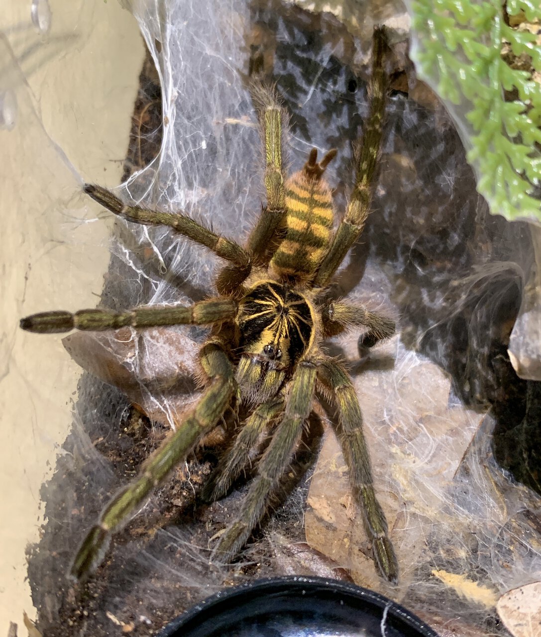 Neoholothele fasciaaurinigra AF freshly molted