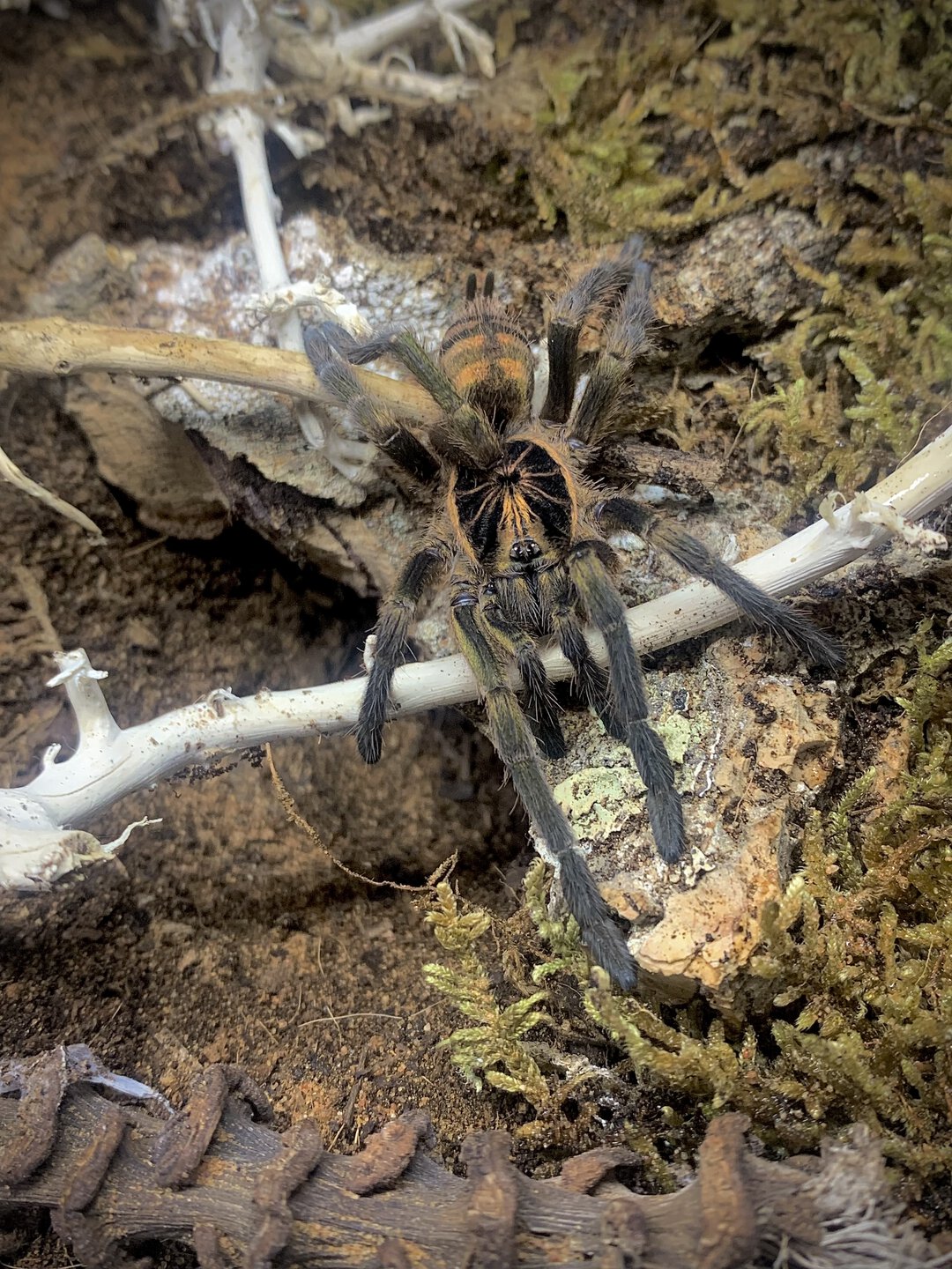 Neoholothele fasciaaurinigra