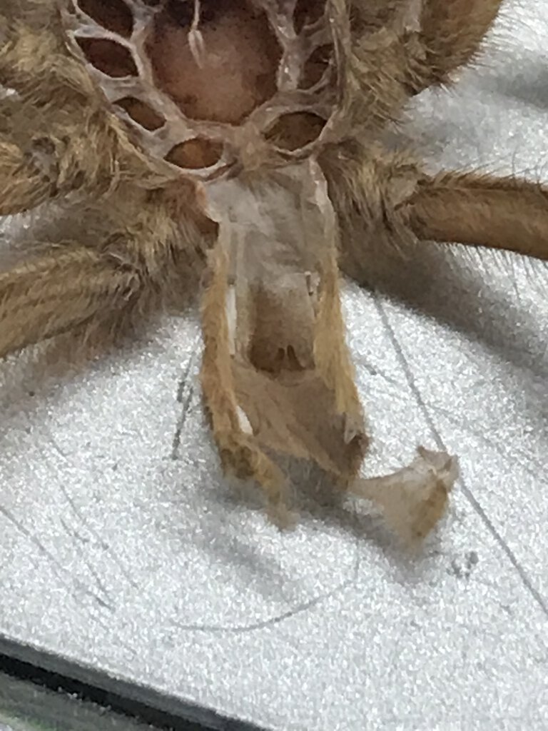 Neoholothele incei ‘Gold’ 2” Molt.