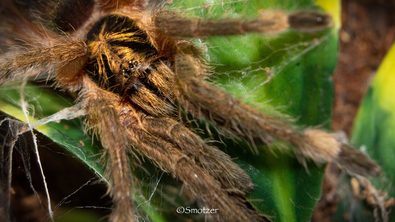 Neoholothele Incei. 1-1.25in DLS