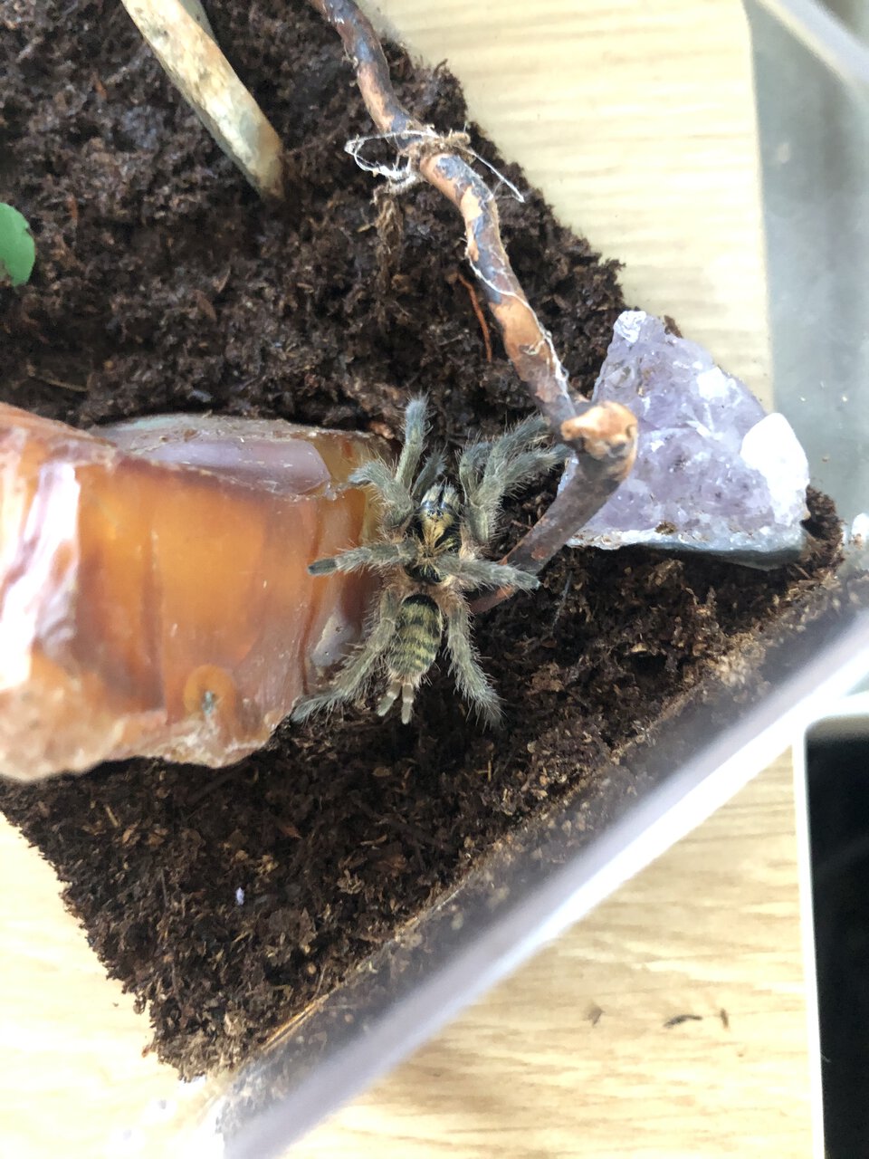 Neoholothele incei (1-1.5in DLS)