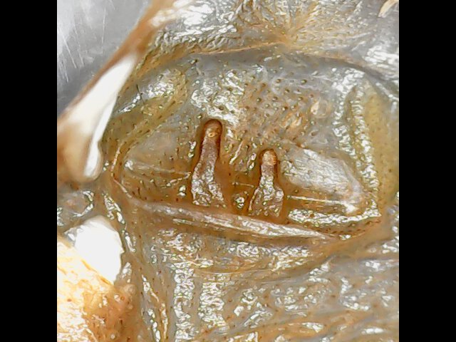 Neoholothele incei 1.5in female
