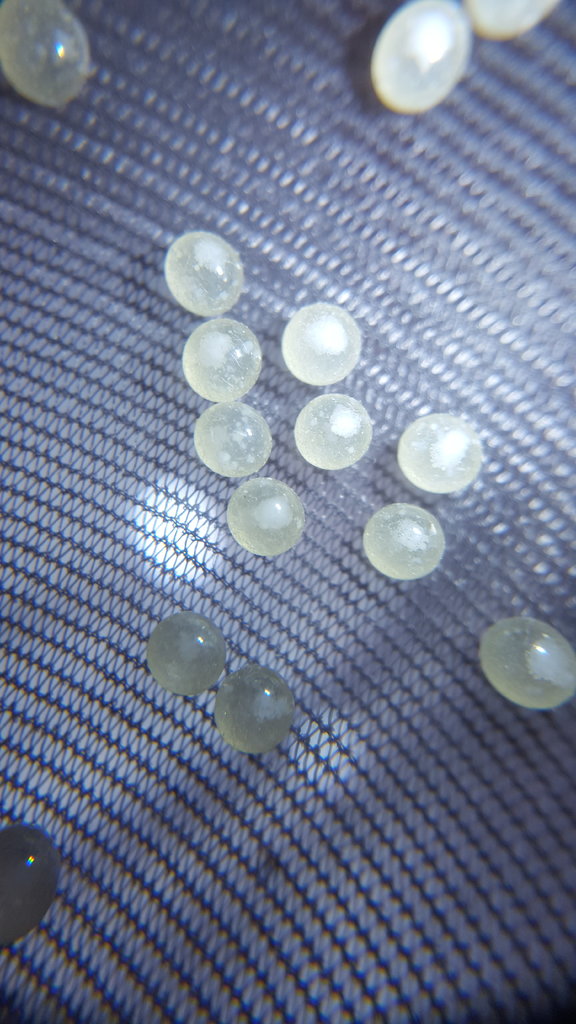 Neoholothele incei eggs