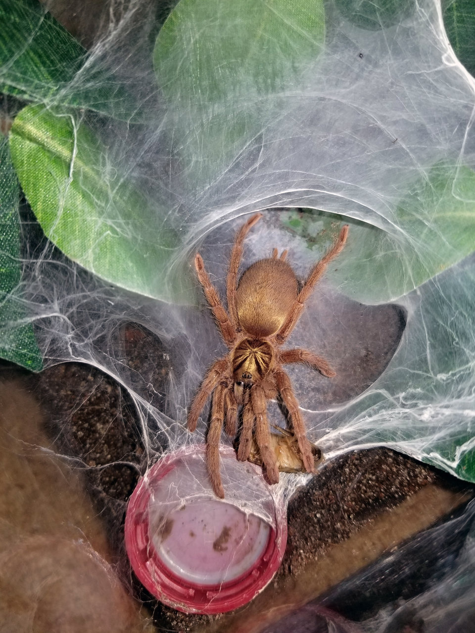 Neoholothele incei "gold"