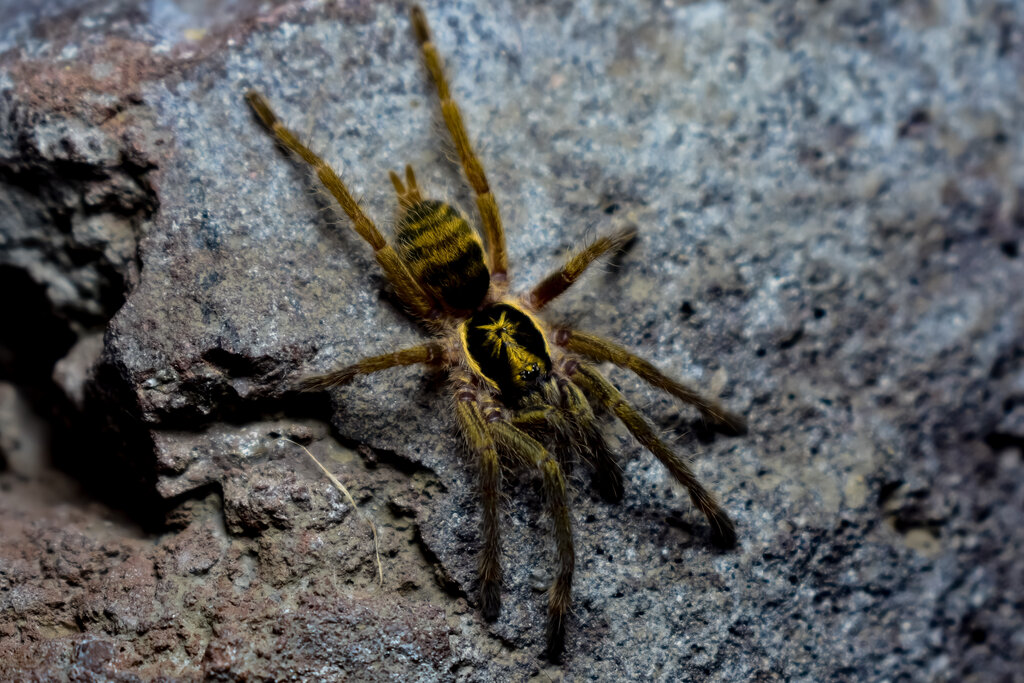 Neoholothele incei, juvenile female