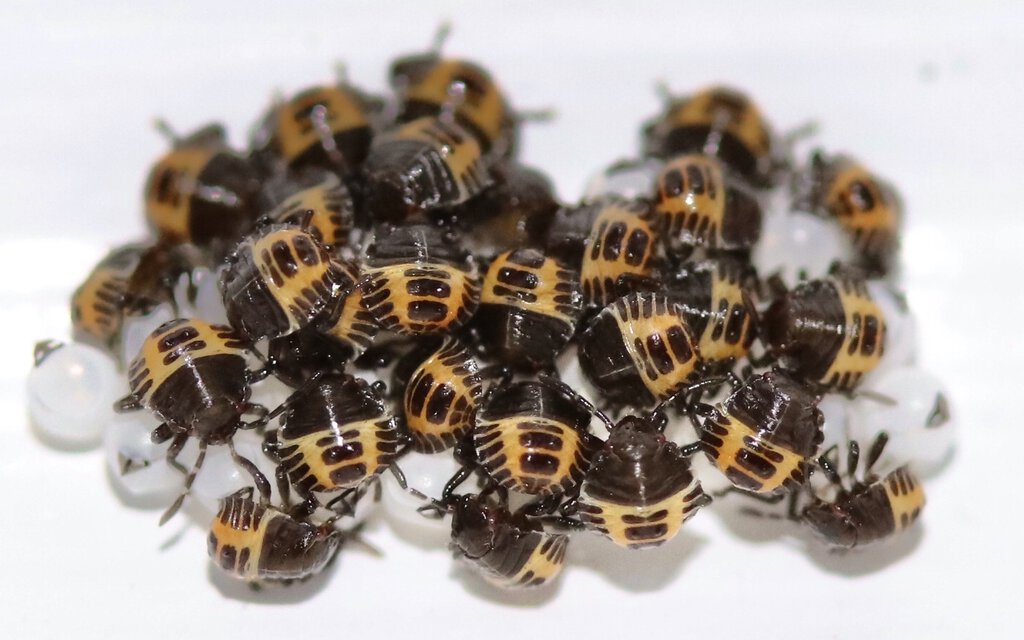 Neonate brown marmorated stink bug nymphs, Halyomorpha halys