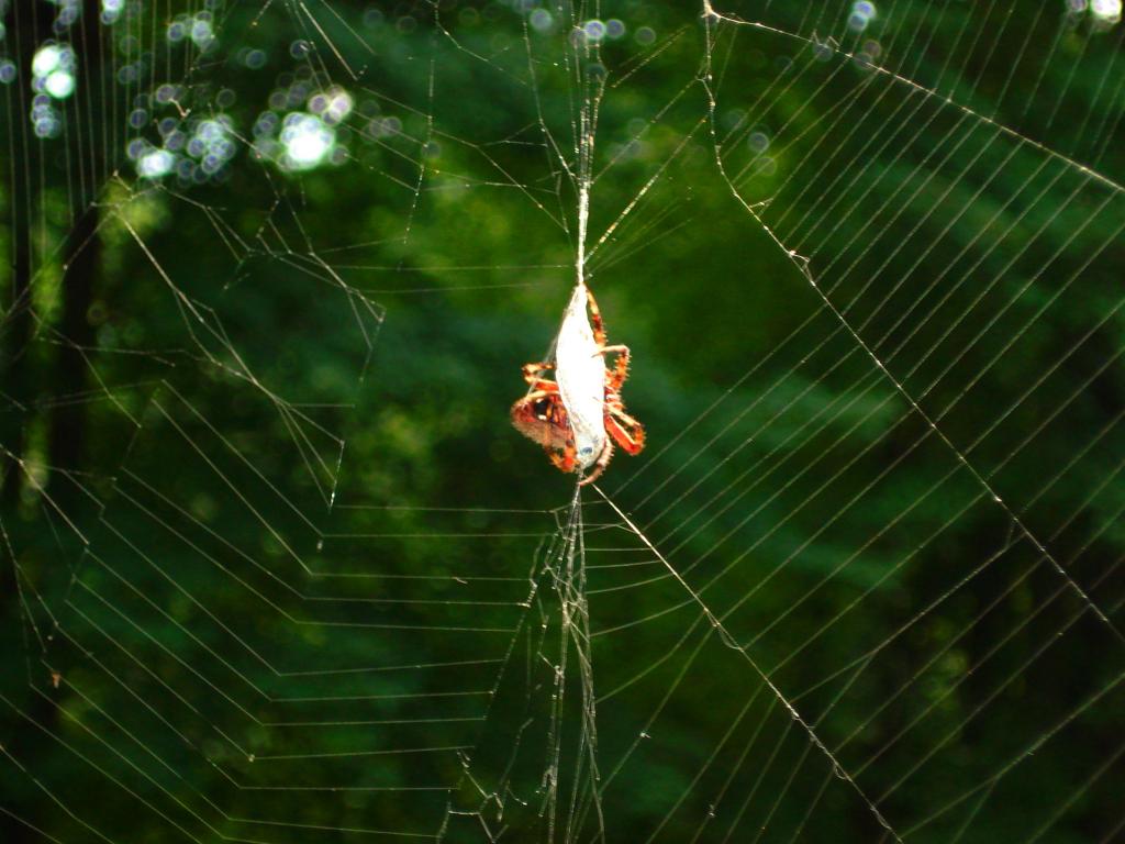 Neoscona crucifera (Orb Weaver)