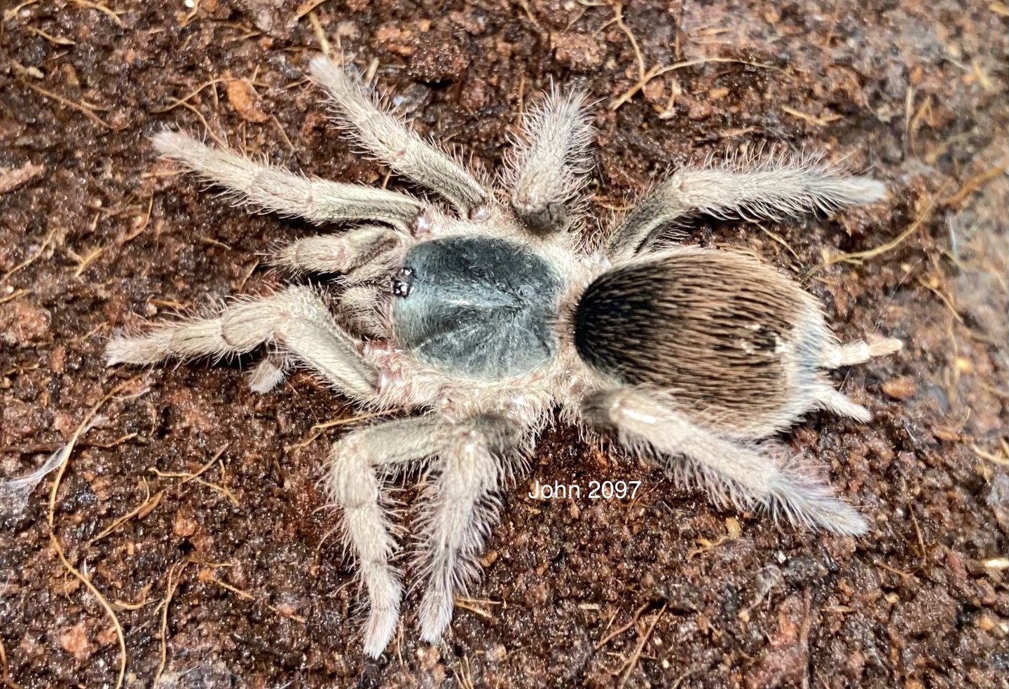 Neostenotarsus sp. French Guyana AF