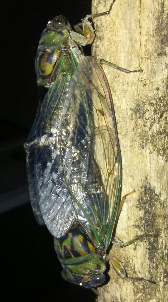 Neotibicen pruinosus