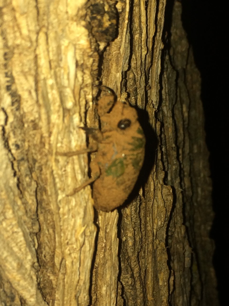 Neotibicen superbus nymph