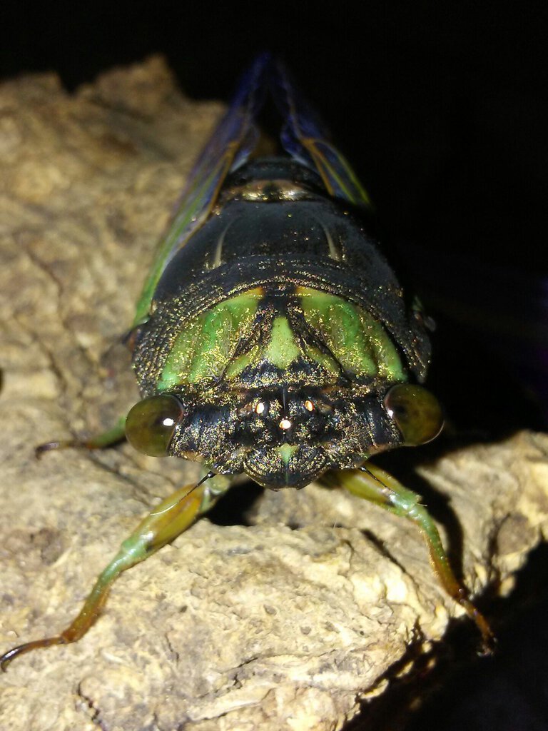 Neotibicen tibicen