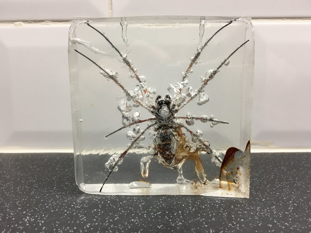 Nephila in perspex