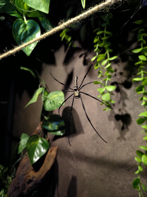 Nephila Pilipes (Female)