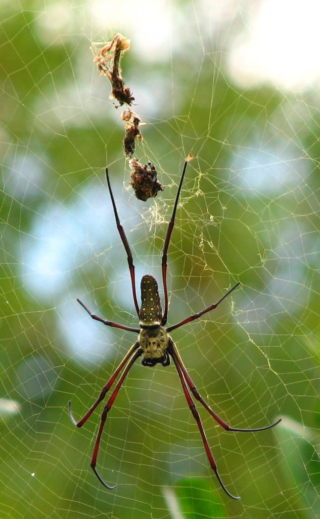 Nephila ?