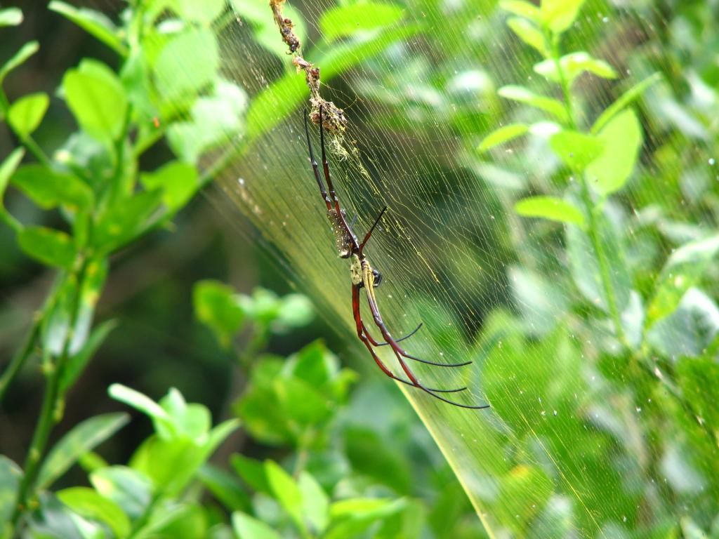 Nephila ?