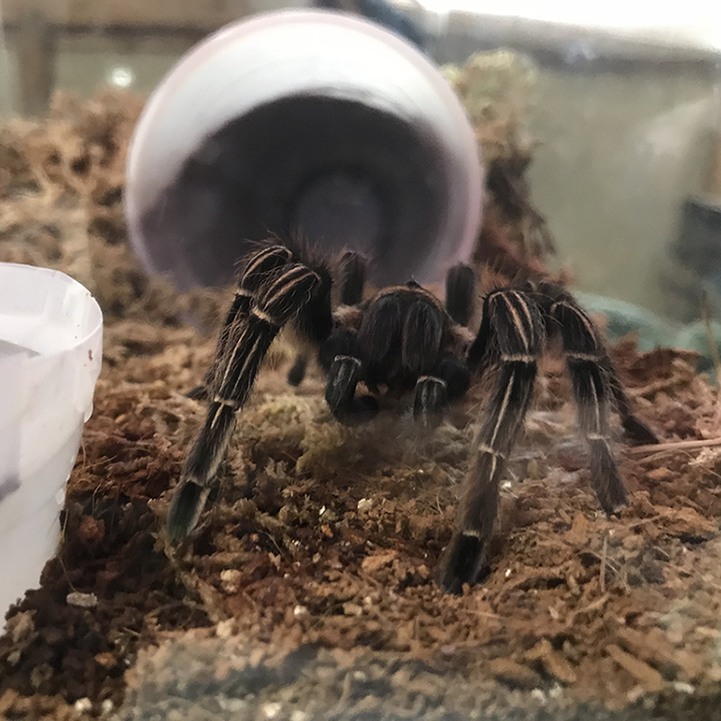 New Aphonpelma seemanni