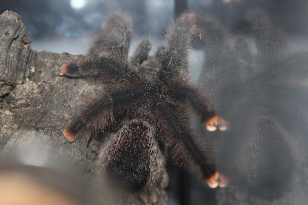 New Avicularia avicularia - Luna