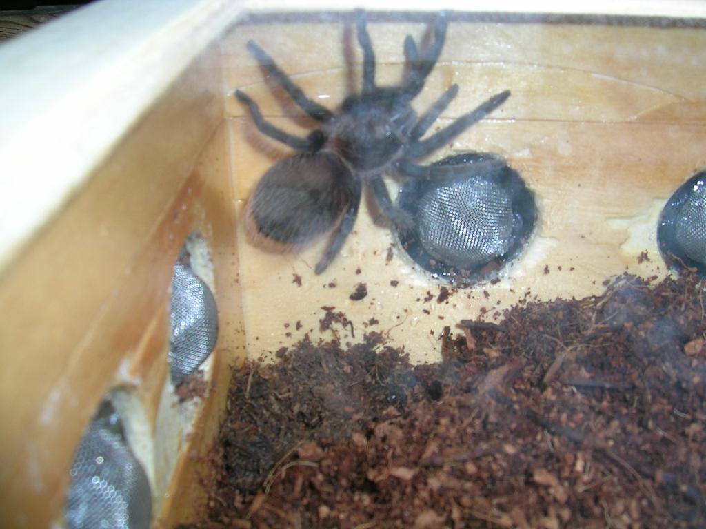 New B.albopilosum