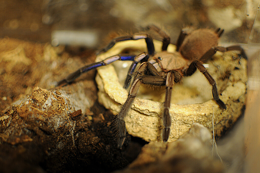 New Camera: Electric Blue Female