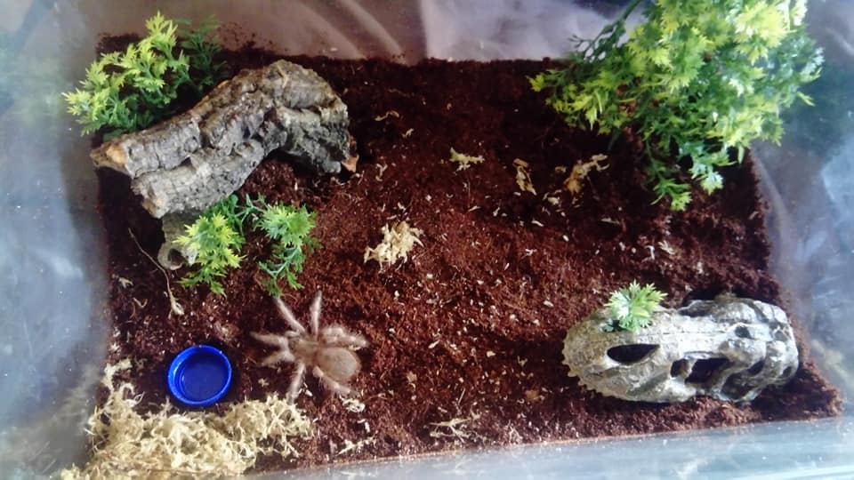 New Enclosure