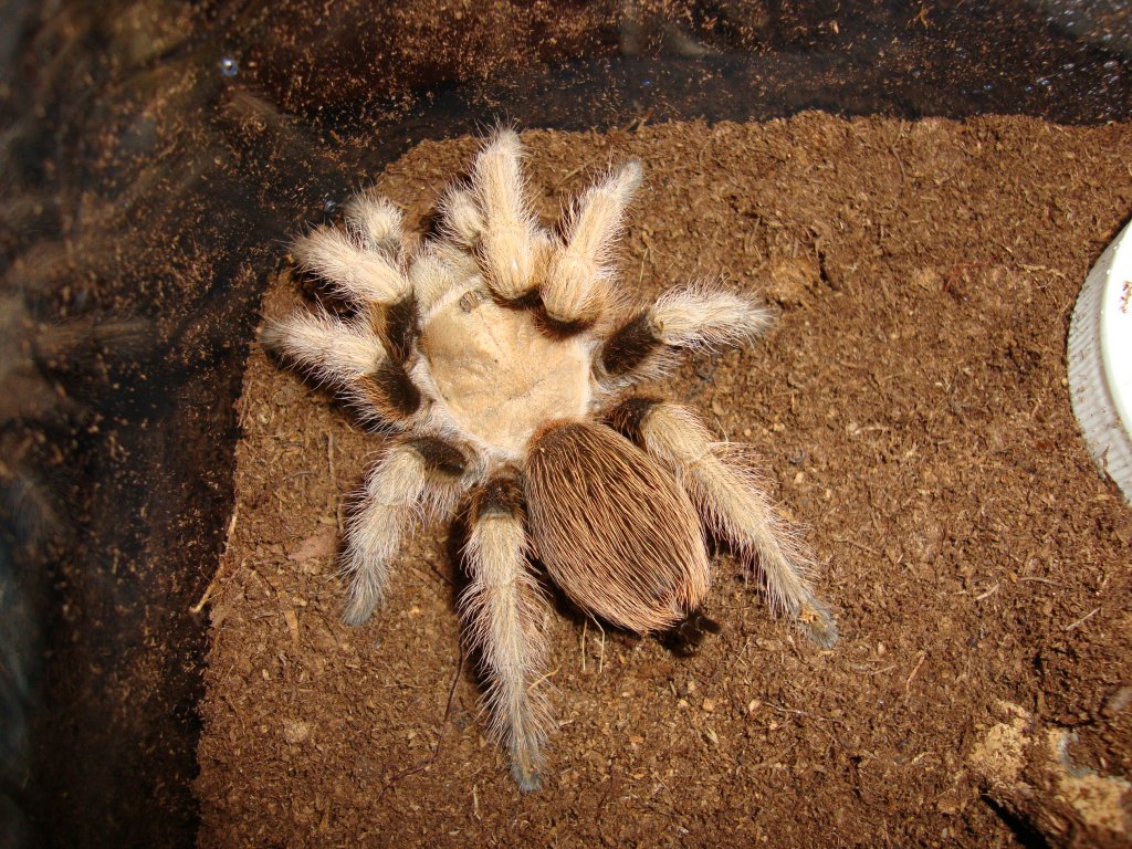 New Female A. chalcodes