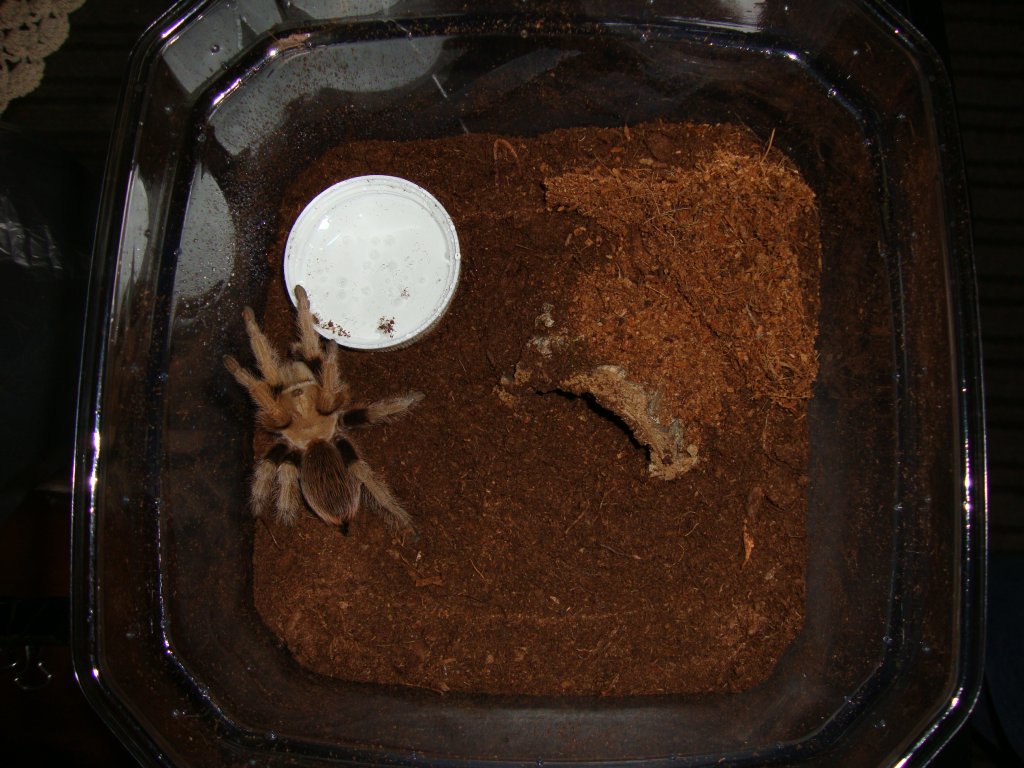 New Female A. chalcodes