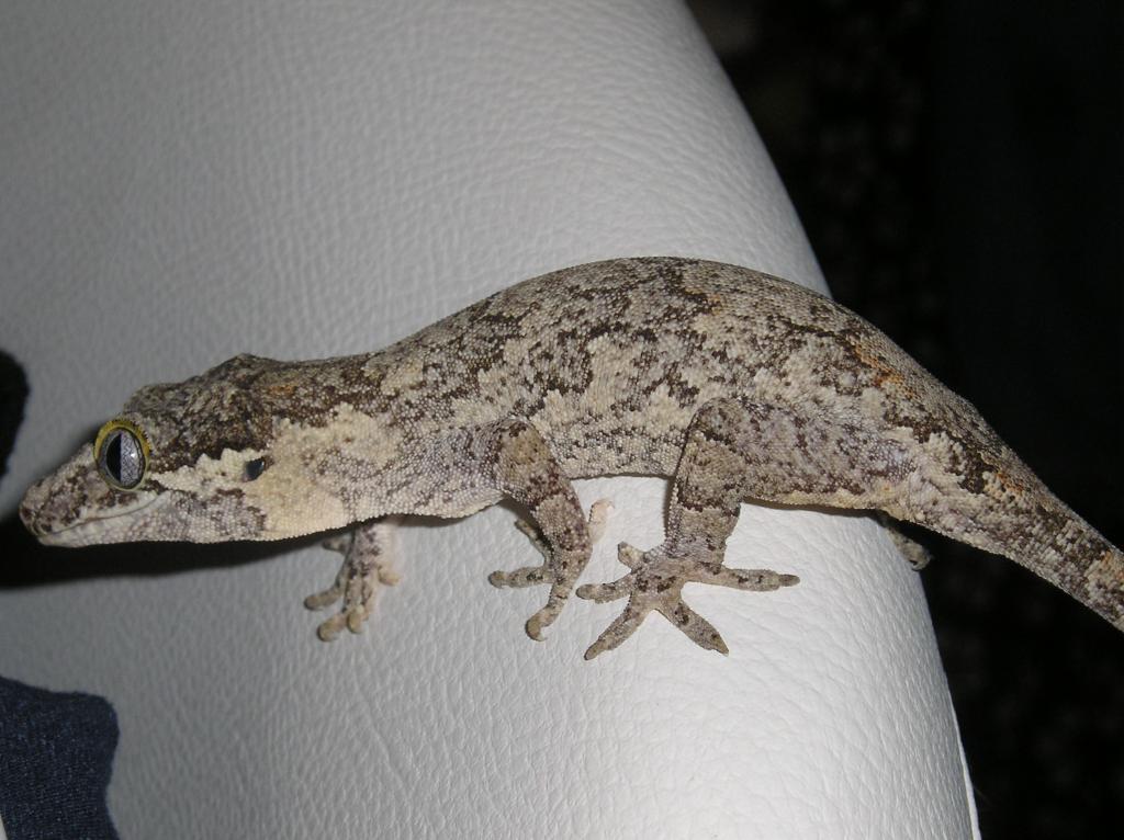 New Gargoyle Gecko