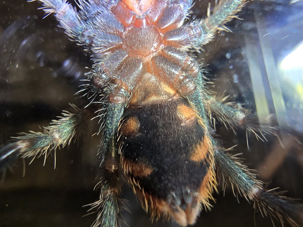 New GBB sling