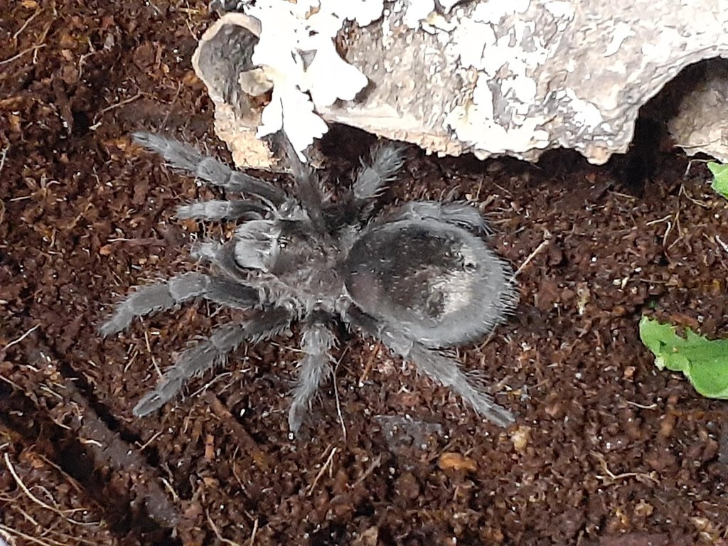 New Grammostola pulchra (Brazilian Black) - "Onyx"