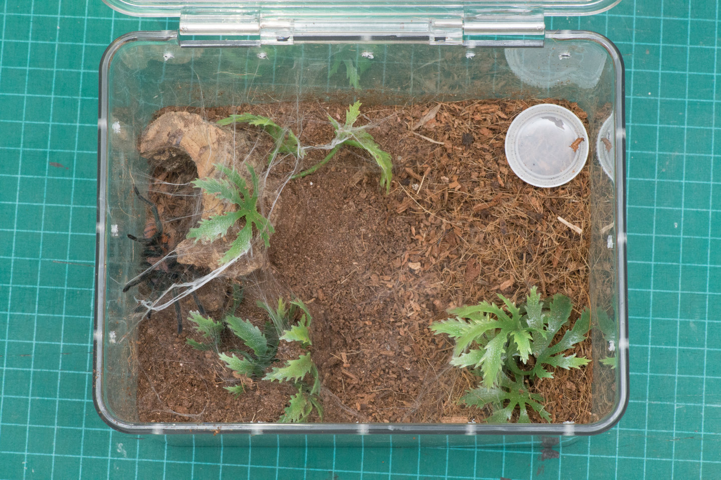 new home for C. cyaneopubescens