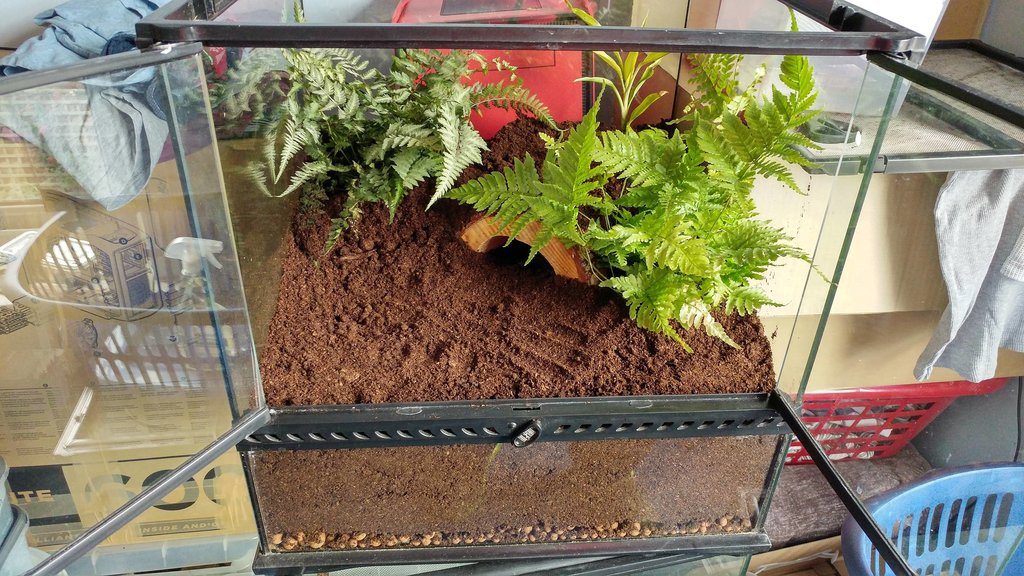 New house for my T.Stirmi