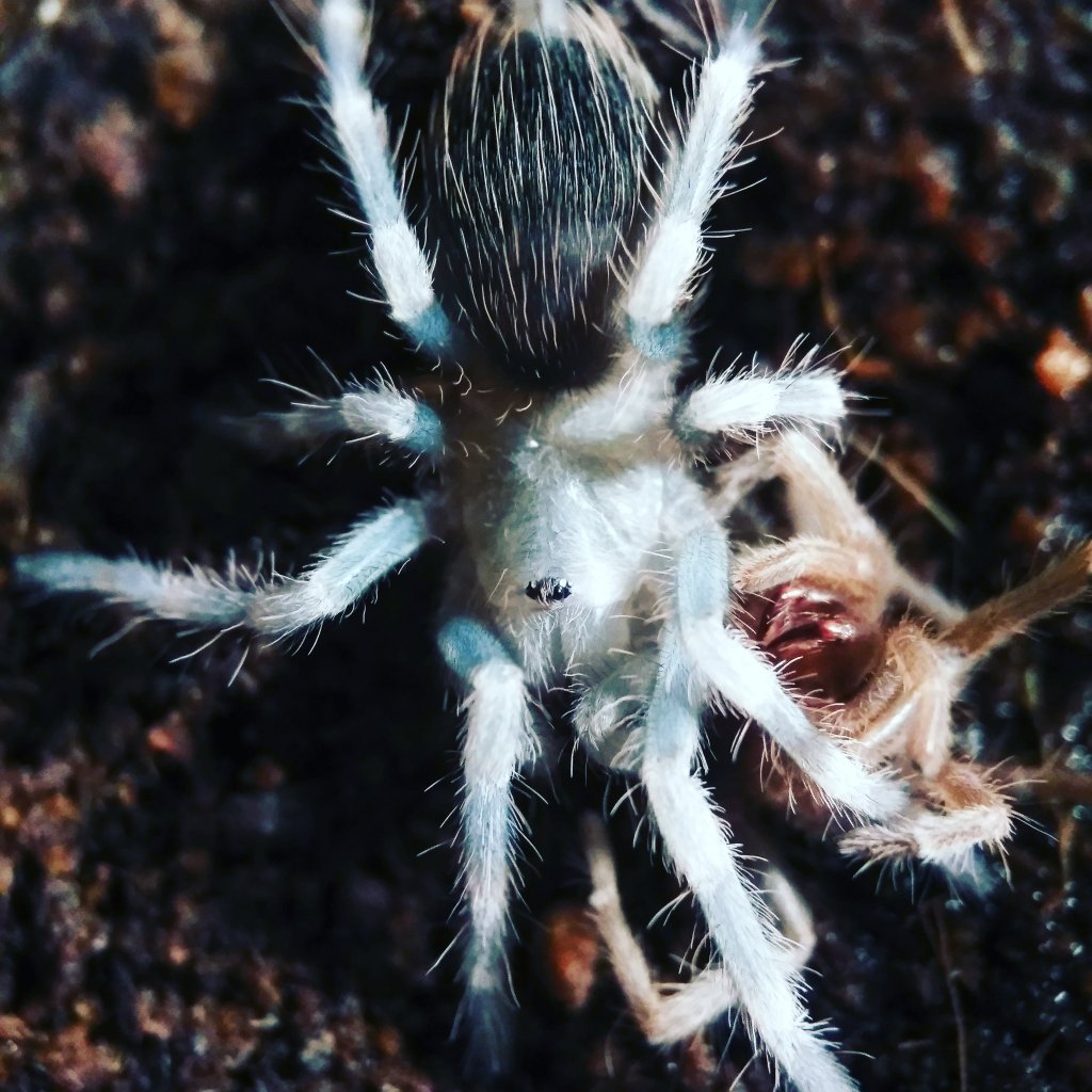 New molt.