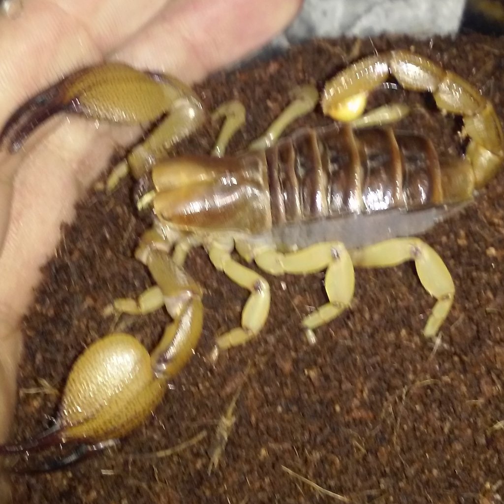 New Opistothalmus sp.