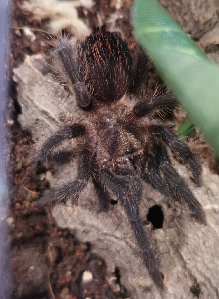 New P.auratus female pic2