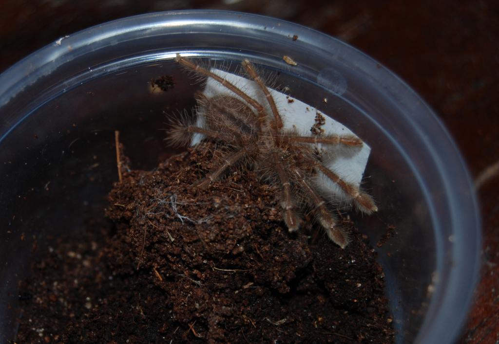 new Poecilotheria rufilata