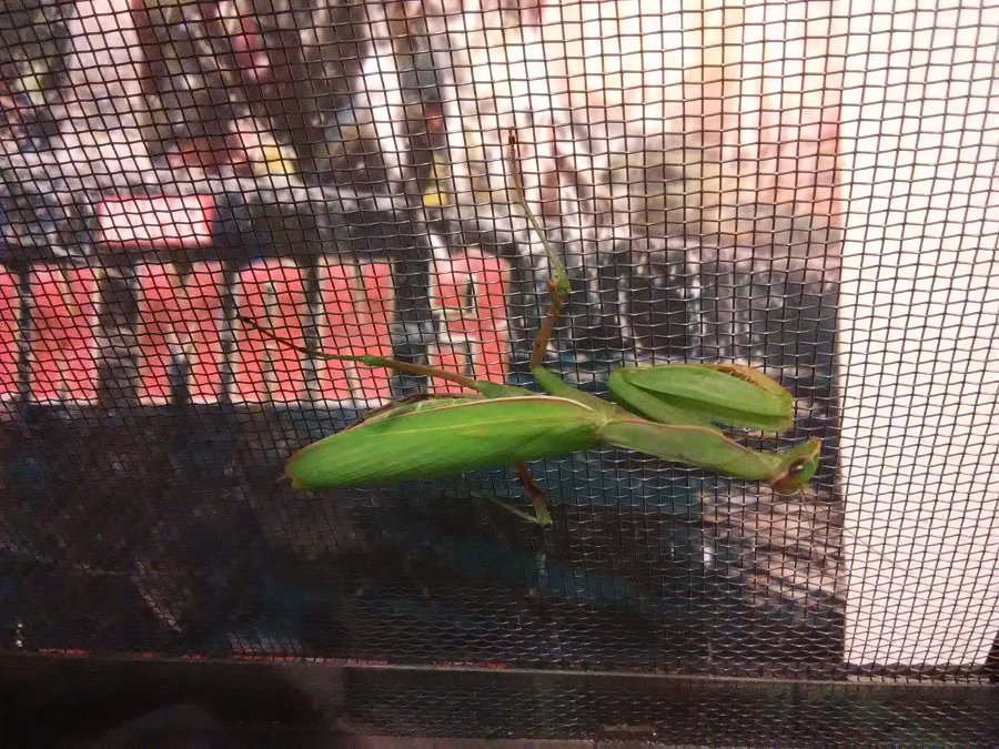 New Praying Mantis