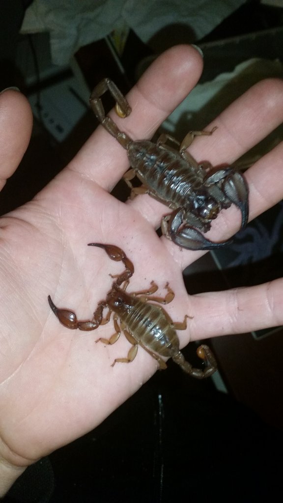 New scorpion size comparison