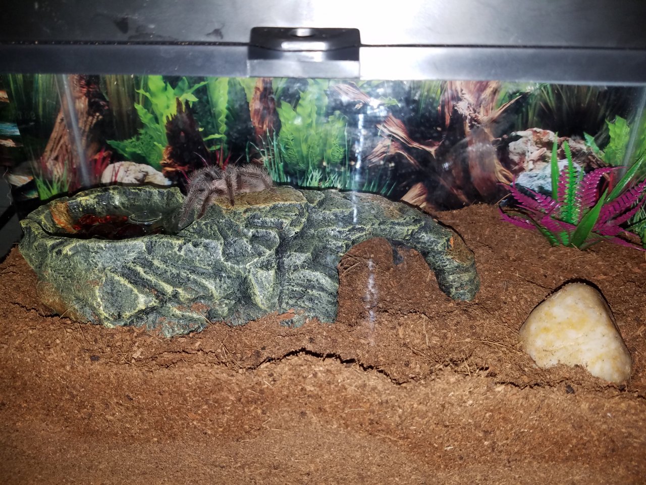 New set-up for my Brachypelma albilosum