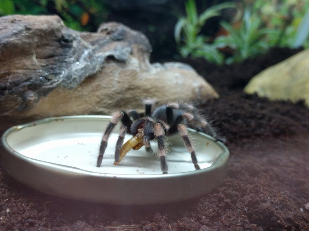 New Smithi